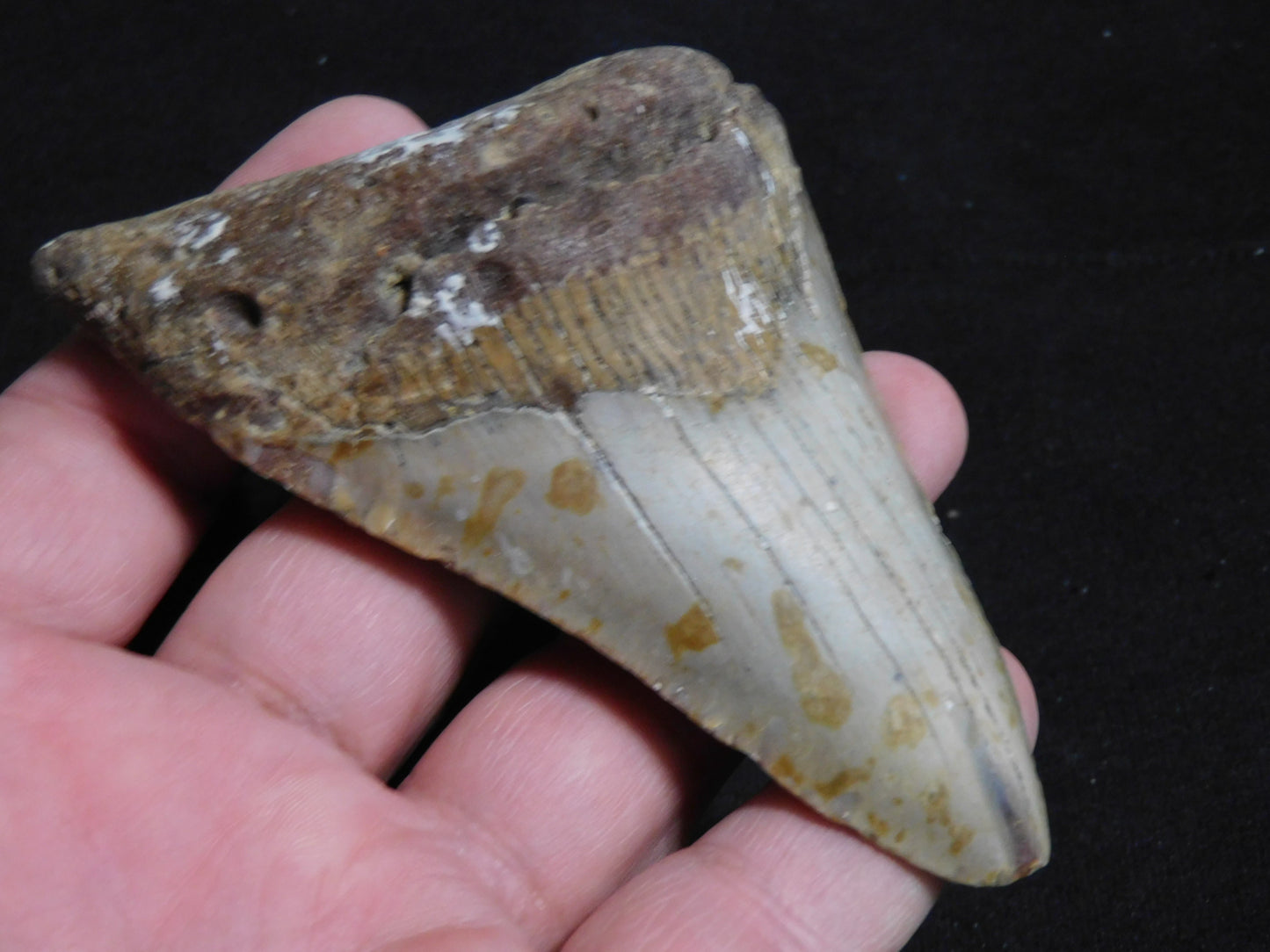 4.1 inch Megalodon Tooth with Barnacle
