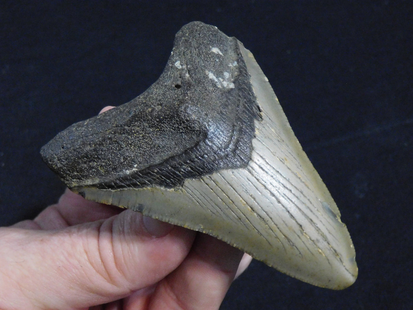 3.5 inch Megalodon Tooth