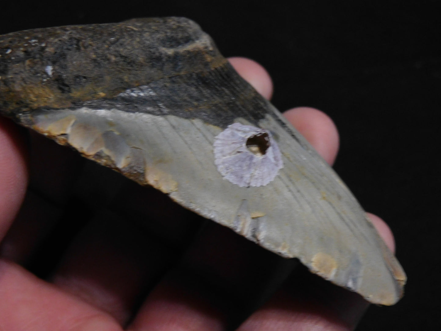 3.6 inch Megalodon Tooth with Barnacle