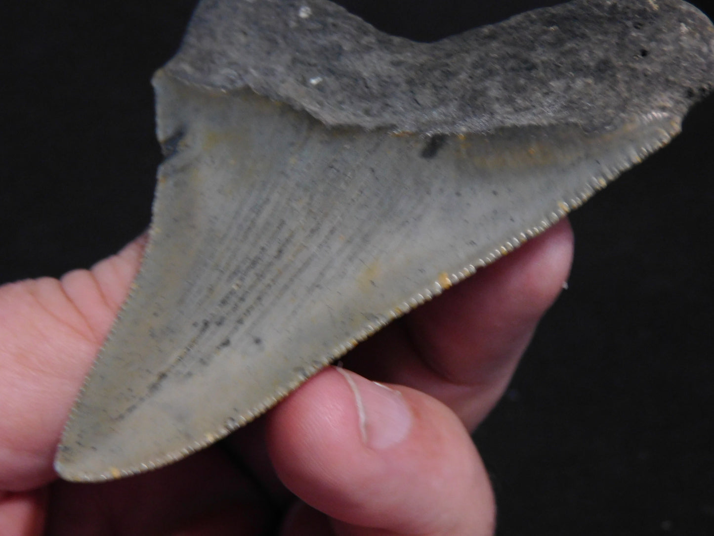 3.6 inch Megalodon Tooth