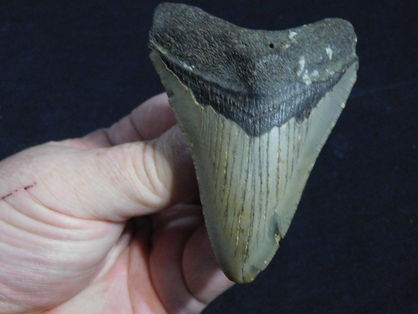 3.5 inch Megalodon Tooth