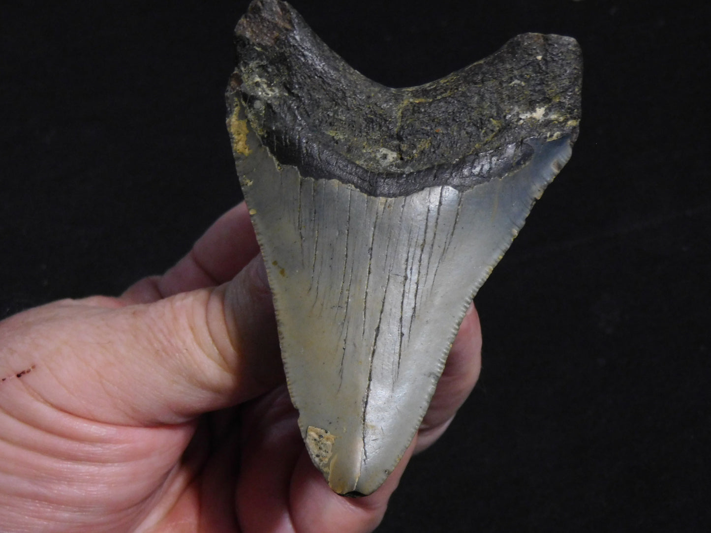 3.5 inch Megalodon Tooth