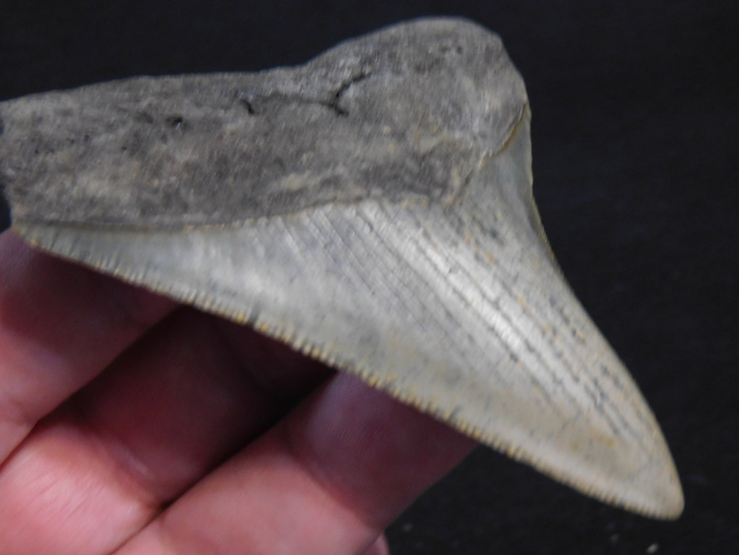 3.6 inch Megalodon Tooth