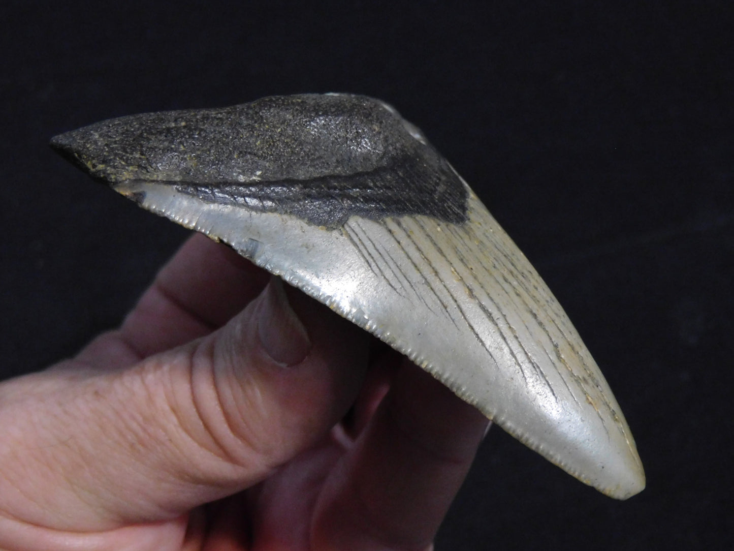 3.5 inch Megalodon Tooth