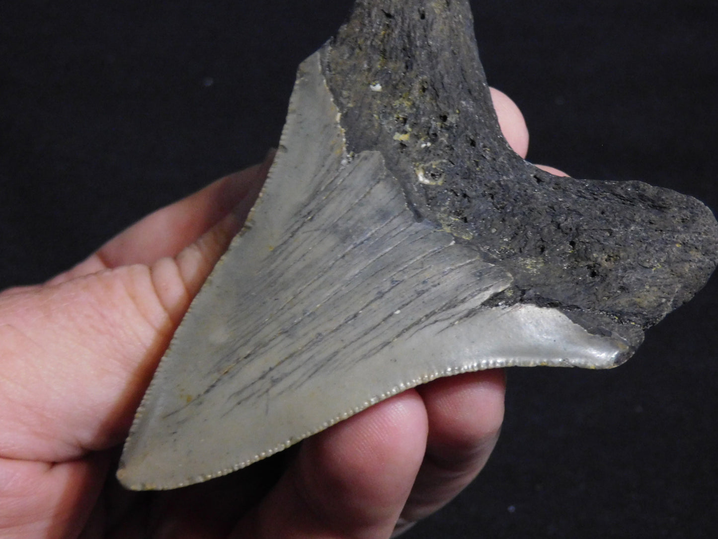 3.5 inch Megalodon Tooth