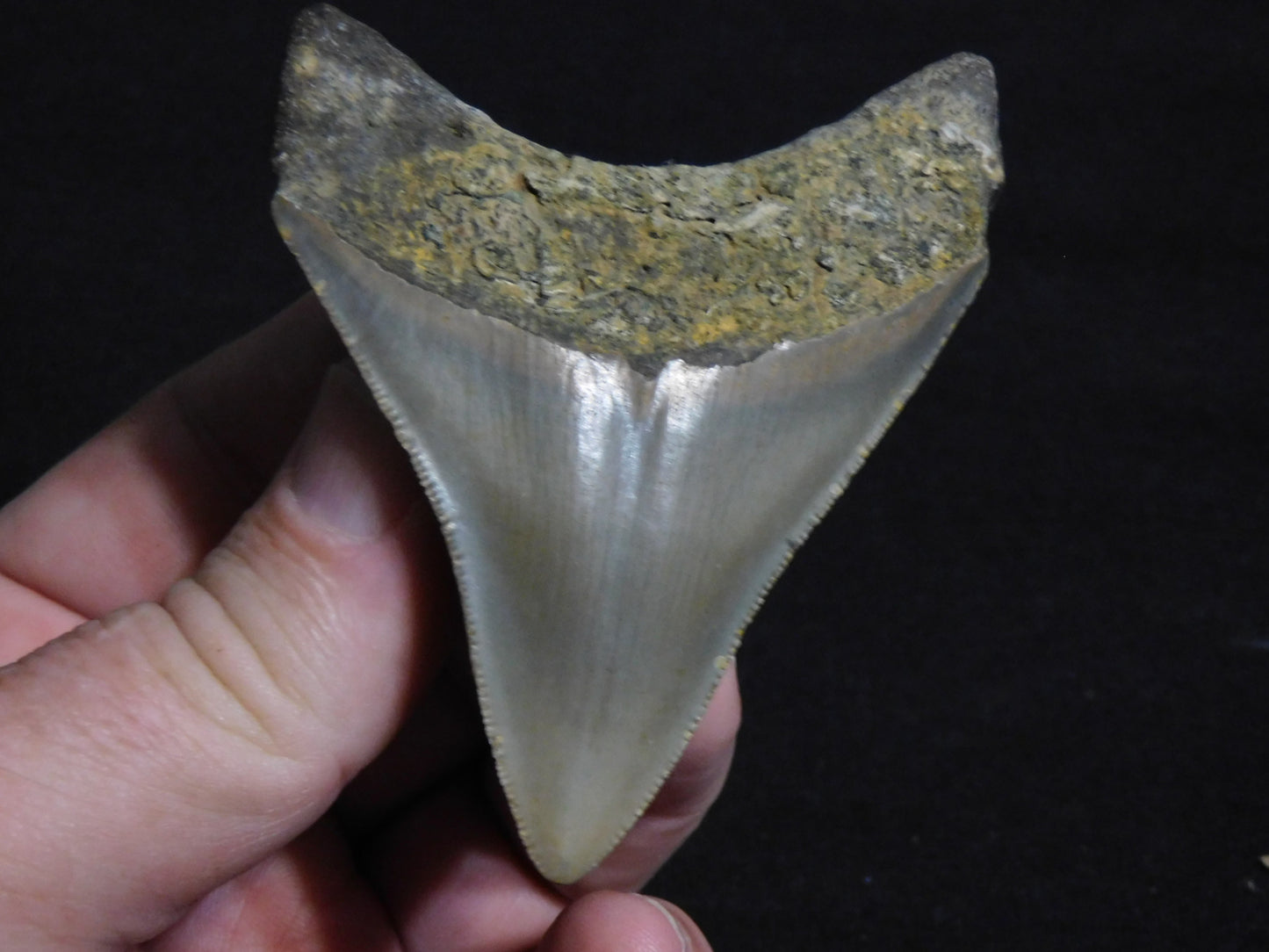 3.2 inch Megalodon Tooth