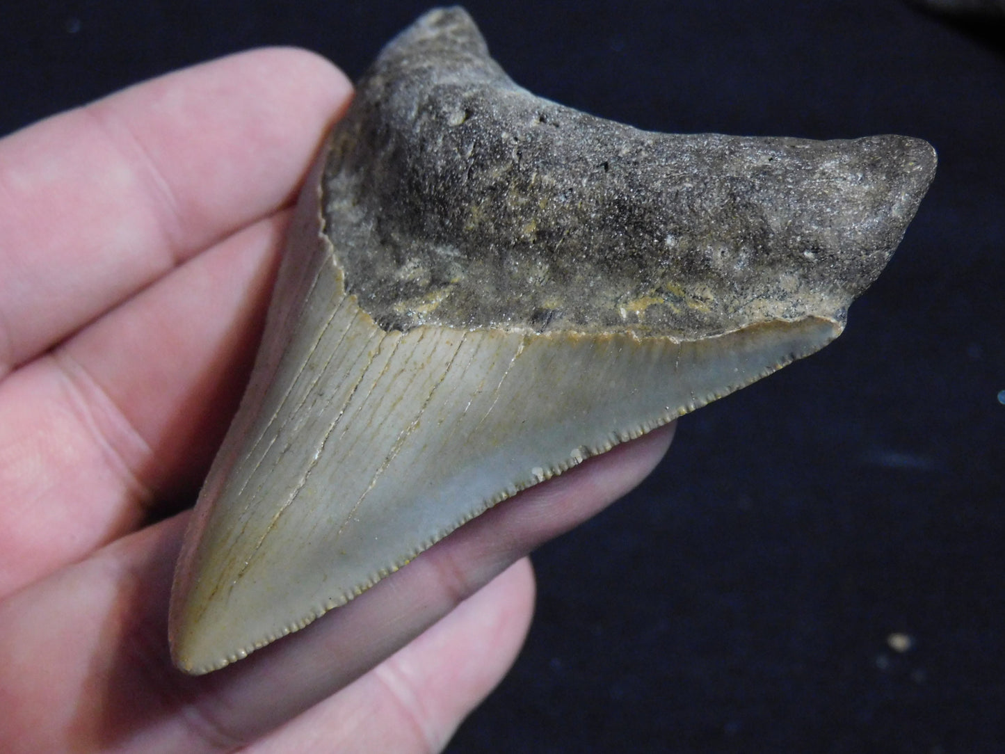 3.2 inch Megalodon Tooth