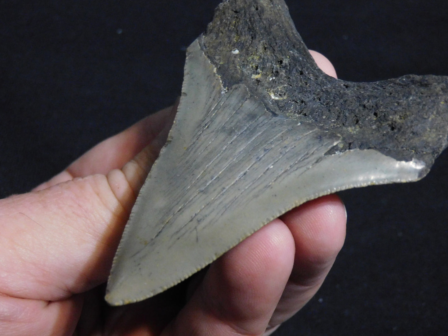 3.5 inch Megalodon Tooth