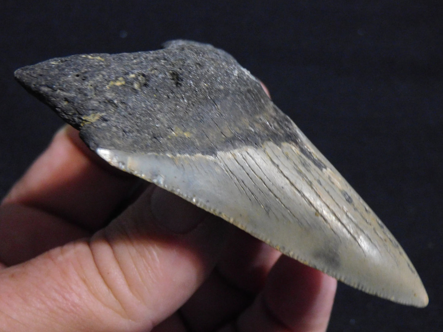 3.5 inch Megalodon Tooth