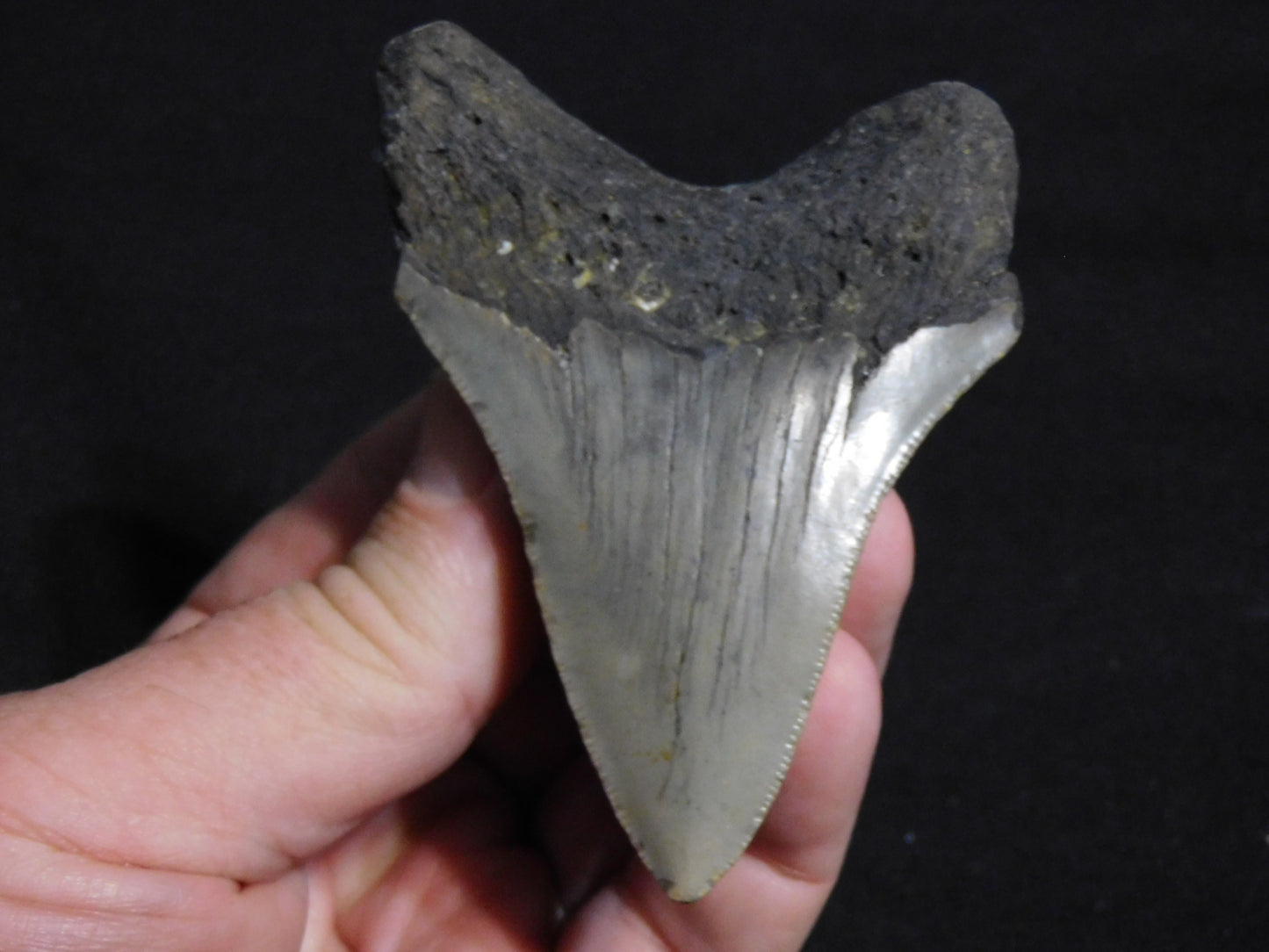 3.5 inch Megalodon Tooth