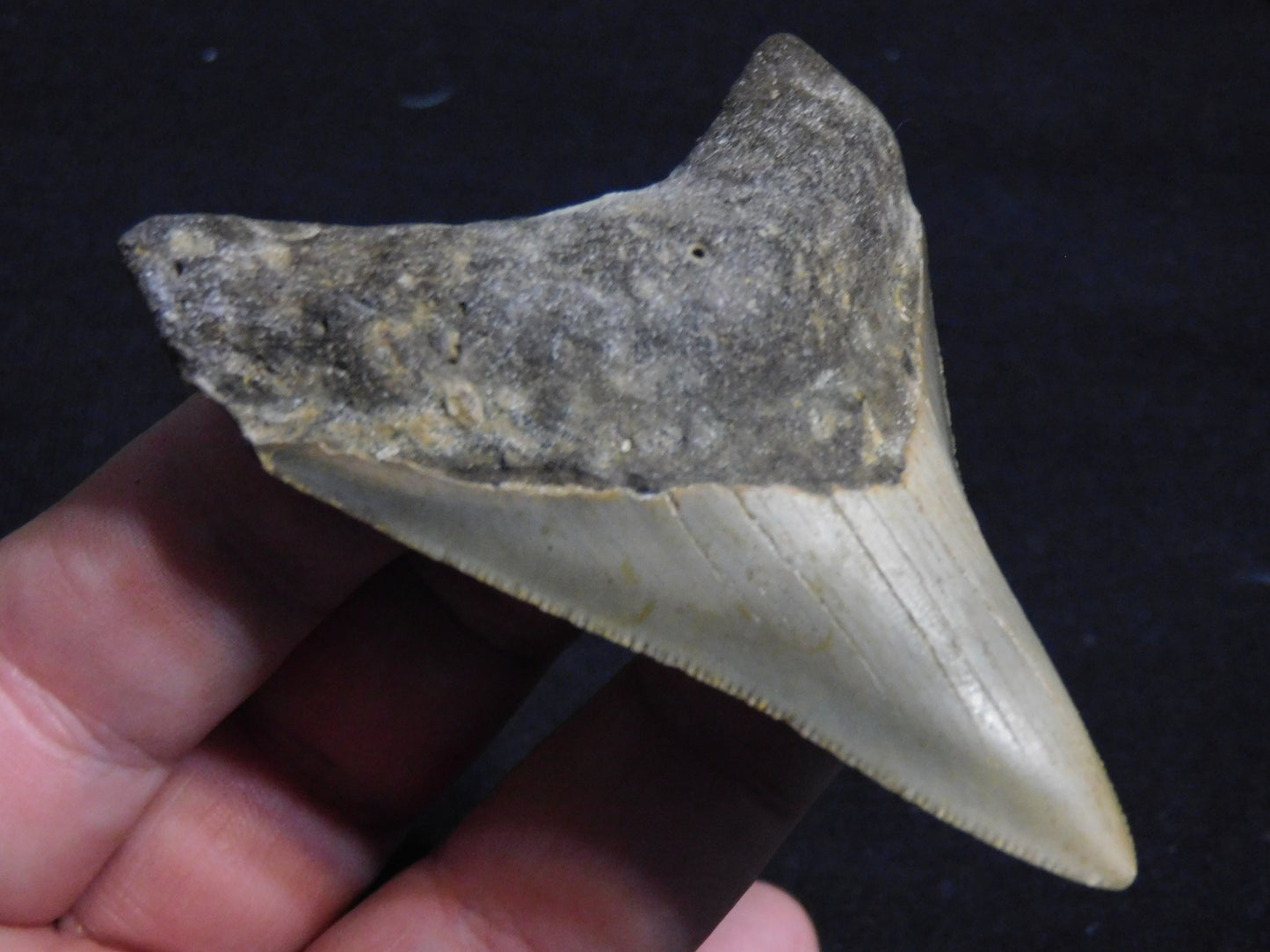3.2 inch Megalodon Tooth