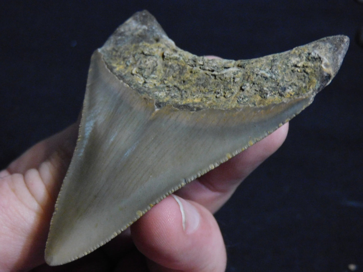 3.2 inch Megalodon Tooth