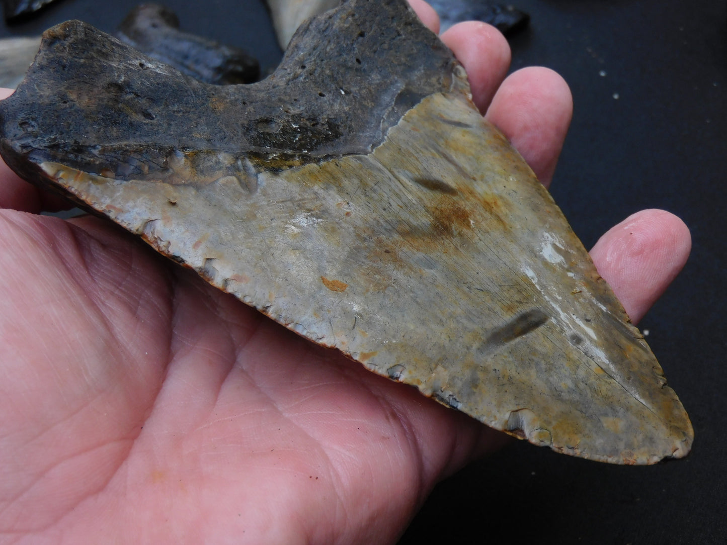 5.4 inch Megalodon Tooth