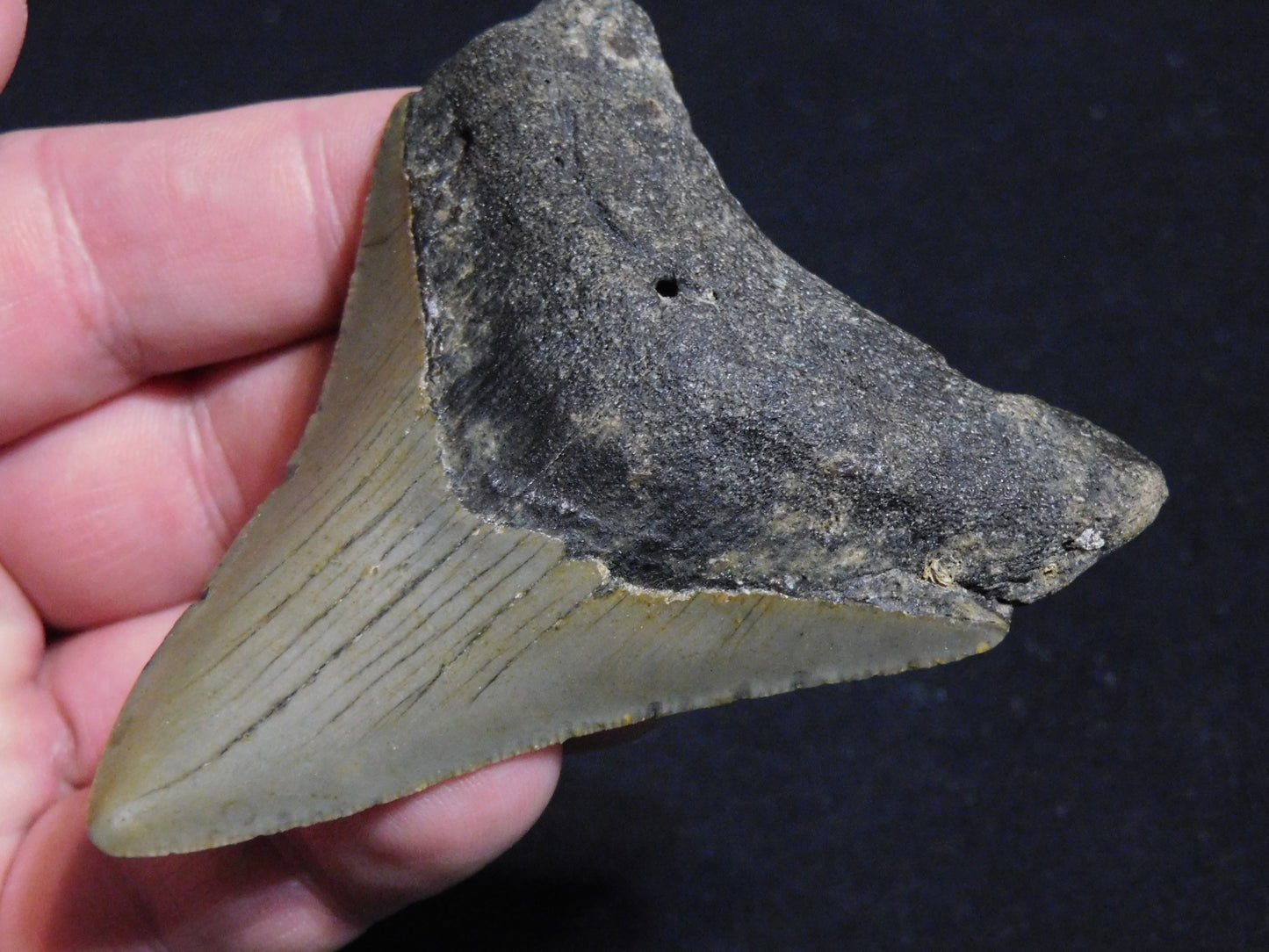 3.4 inch Megalodon Tooth