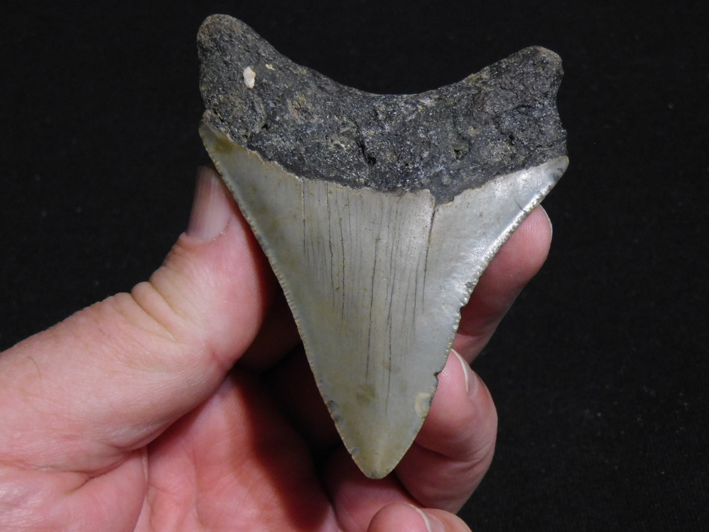 3.4 inch Megalodon Tooth