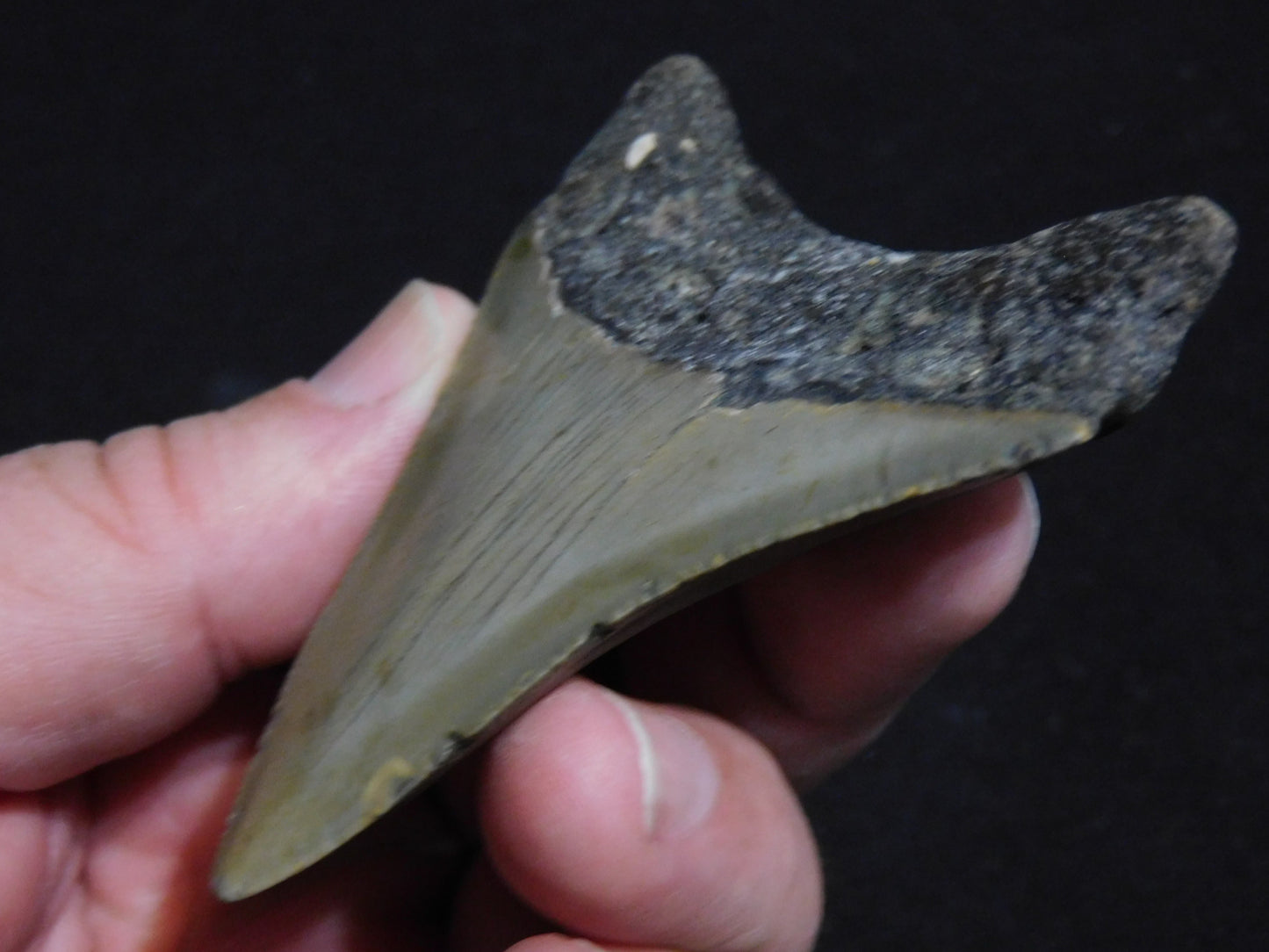 3.4 inch Megalodon Tooth