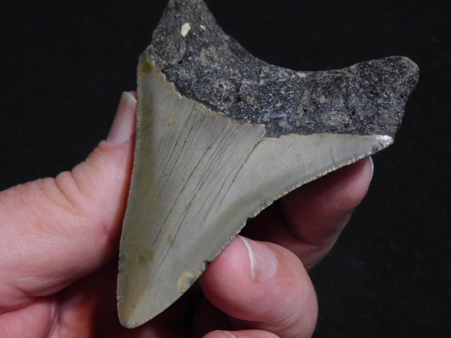 3.4 inch Megalodon Tooth