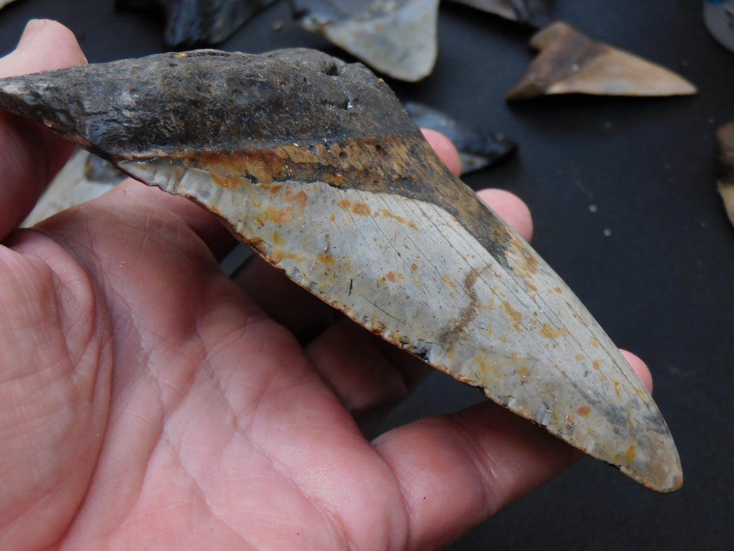 5.4 inch Megalodon Tooth