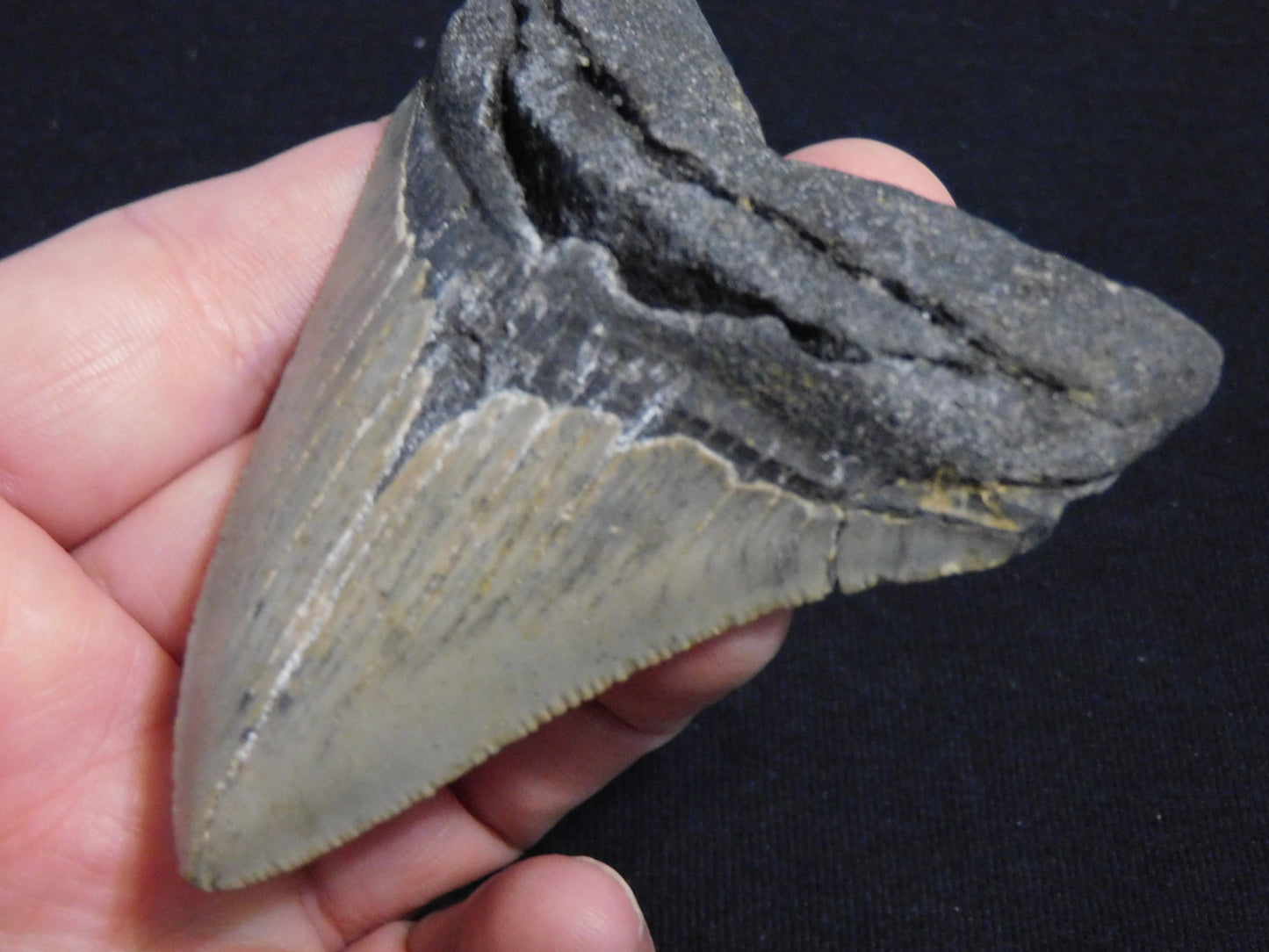3.6 inch Megalodon Tooth