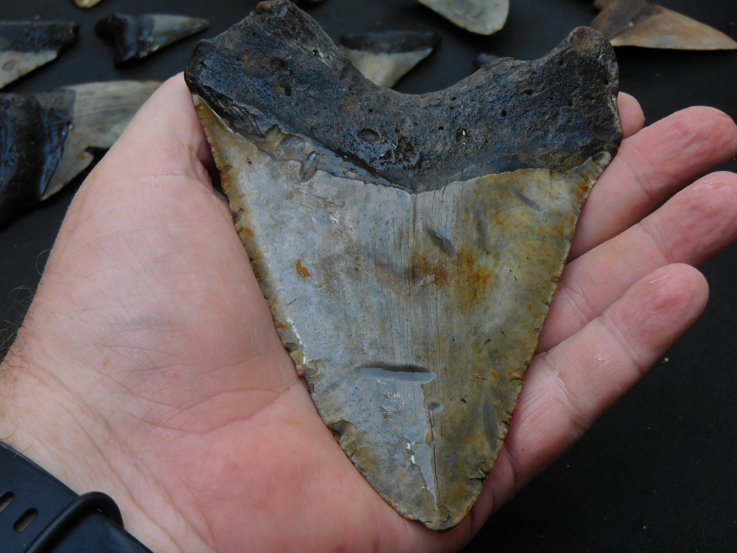 5.4 inch Megalodon Tooth