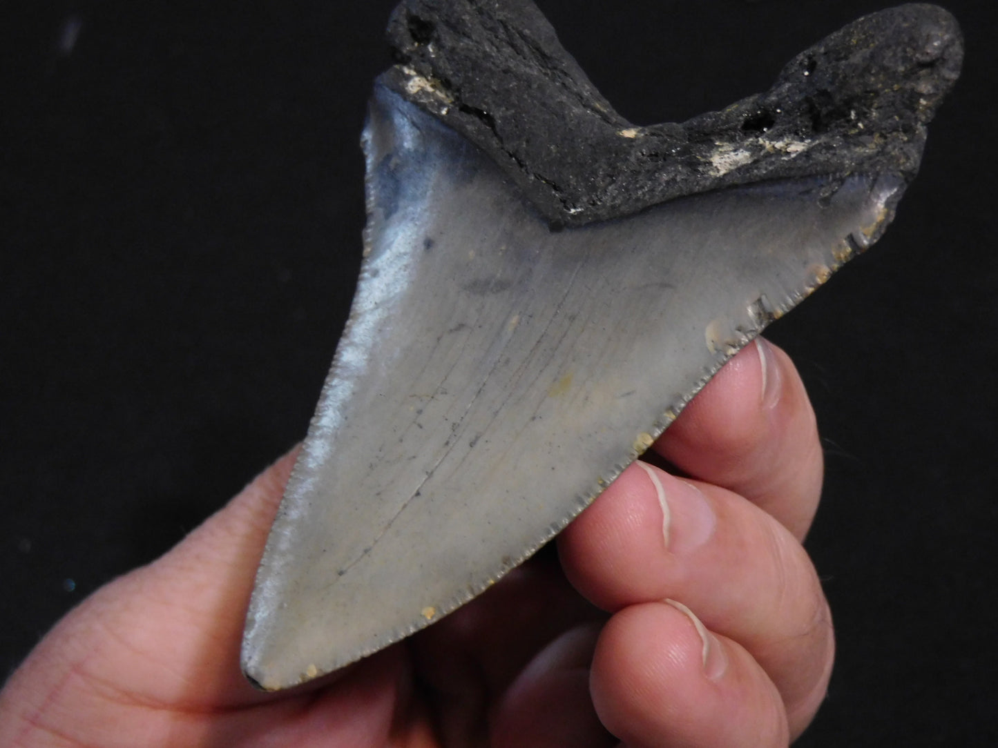 3.8 inch Megalodon Tooth