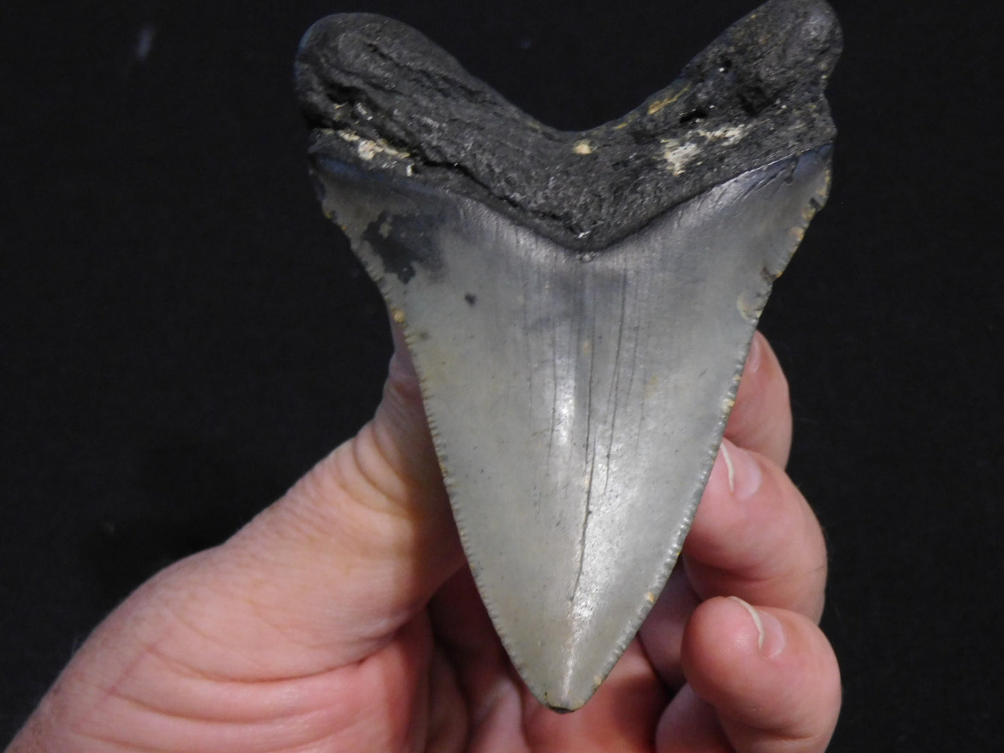3.8 inch Megalodon Tooth