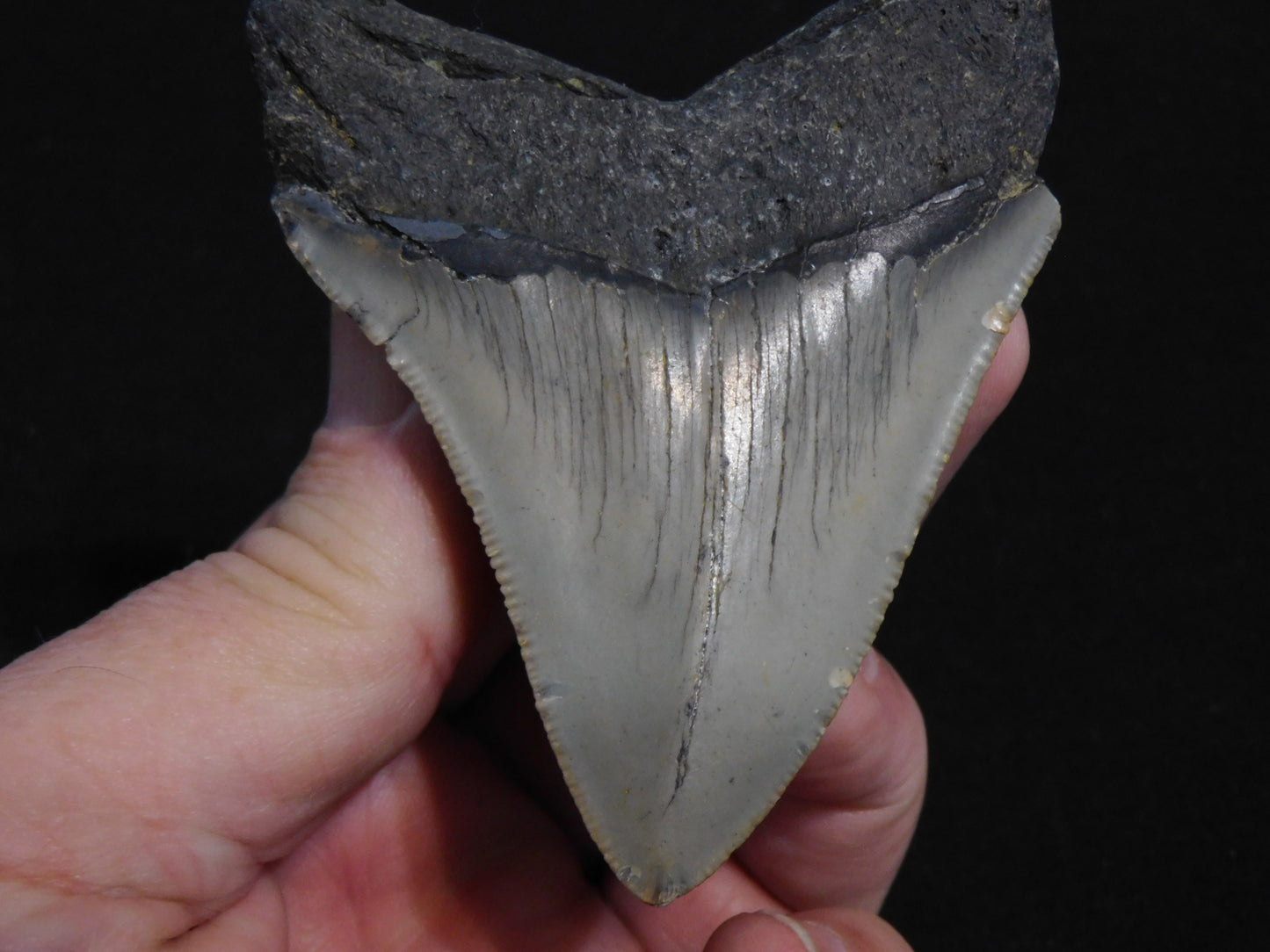 3.6 inch Megalodon Tooth