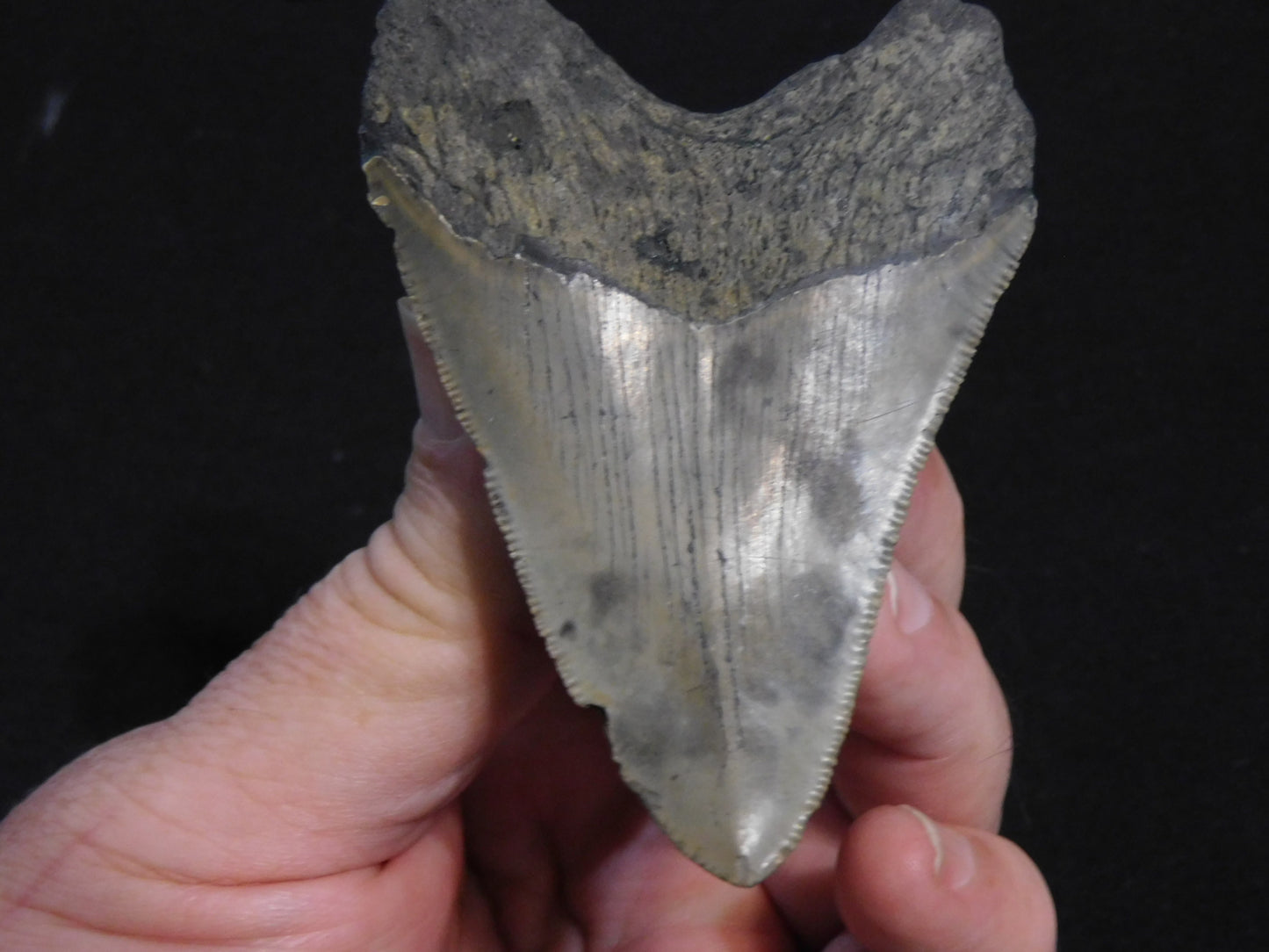 3.6 inch Megalodon Tooth