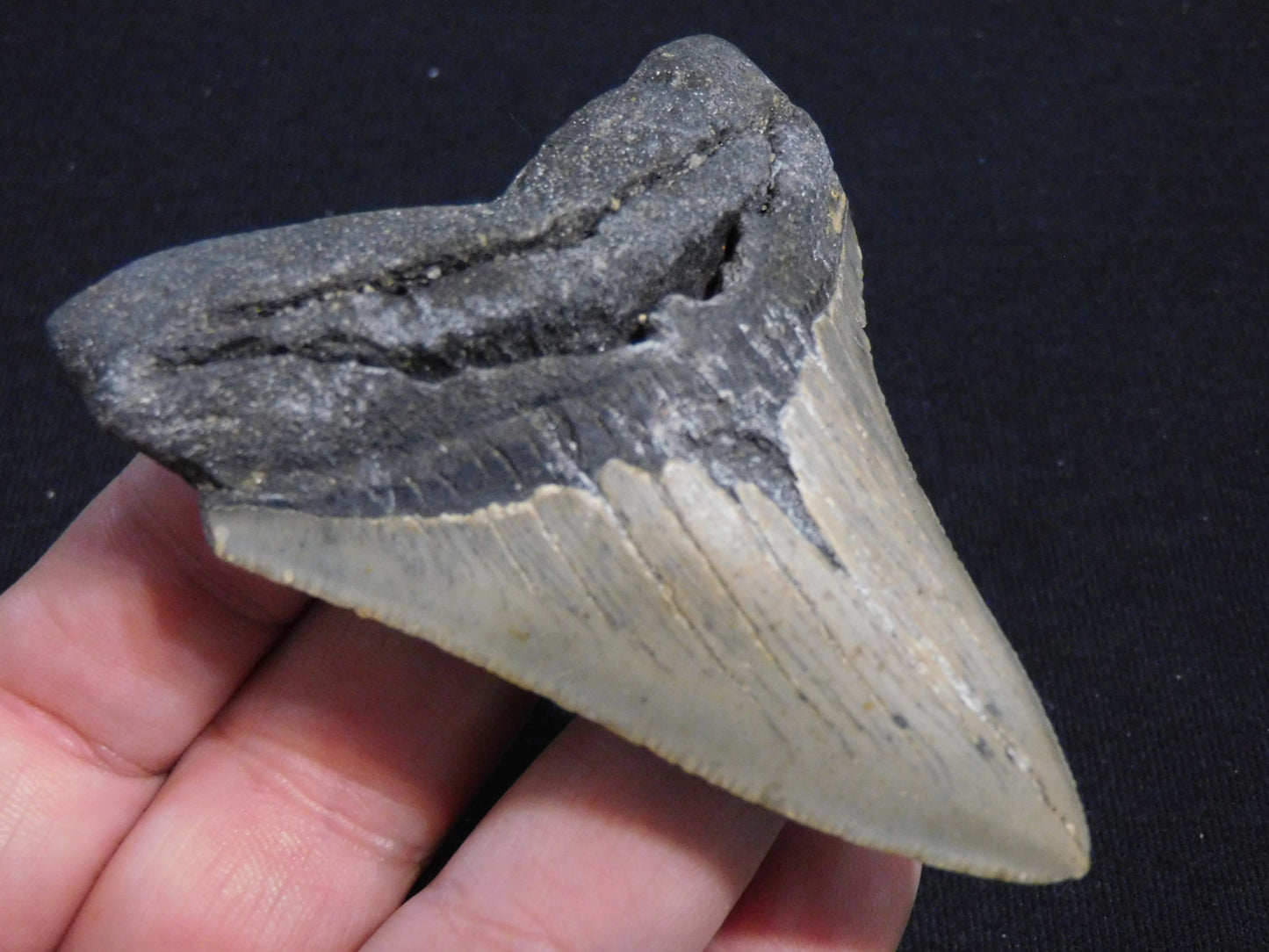 3.6 inch Megalodon Tooth