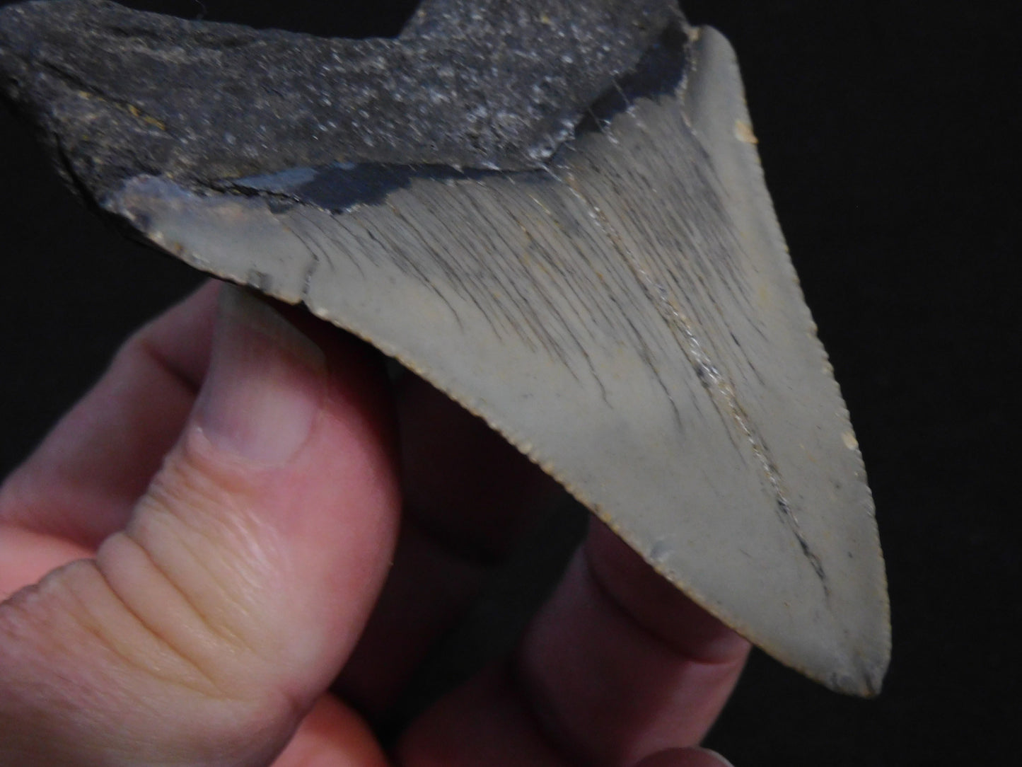 3.6 inch Megalodon Tooth