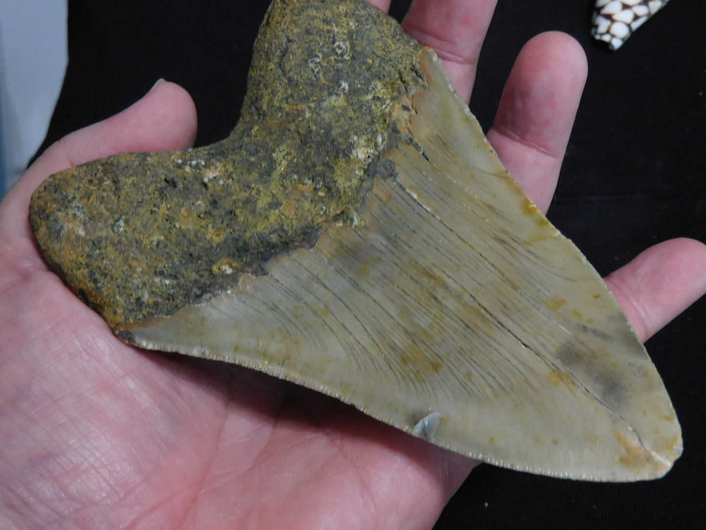 5.6 inch Megalodon Tooth