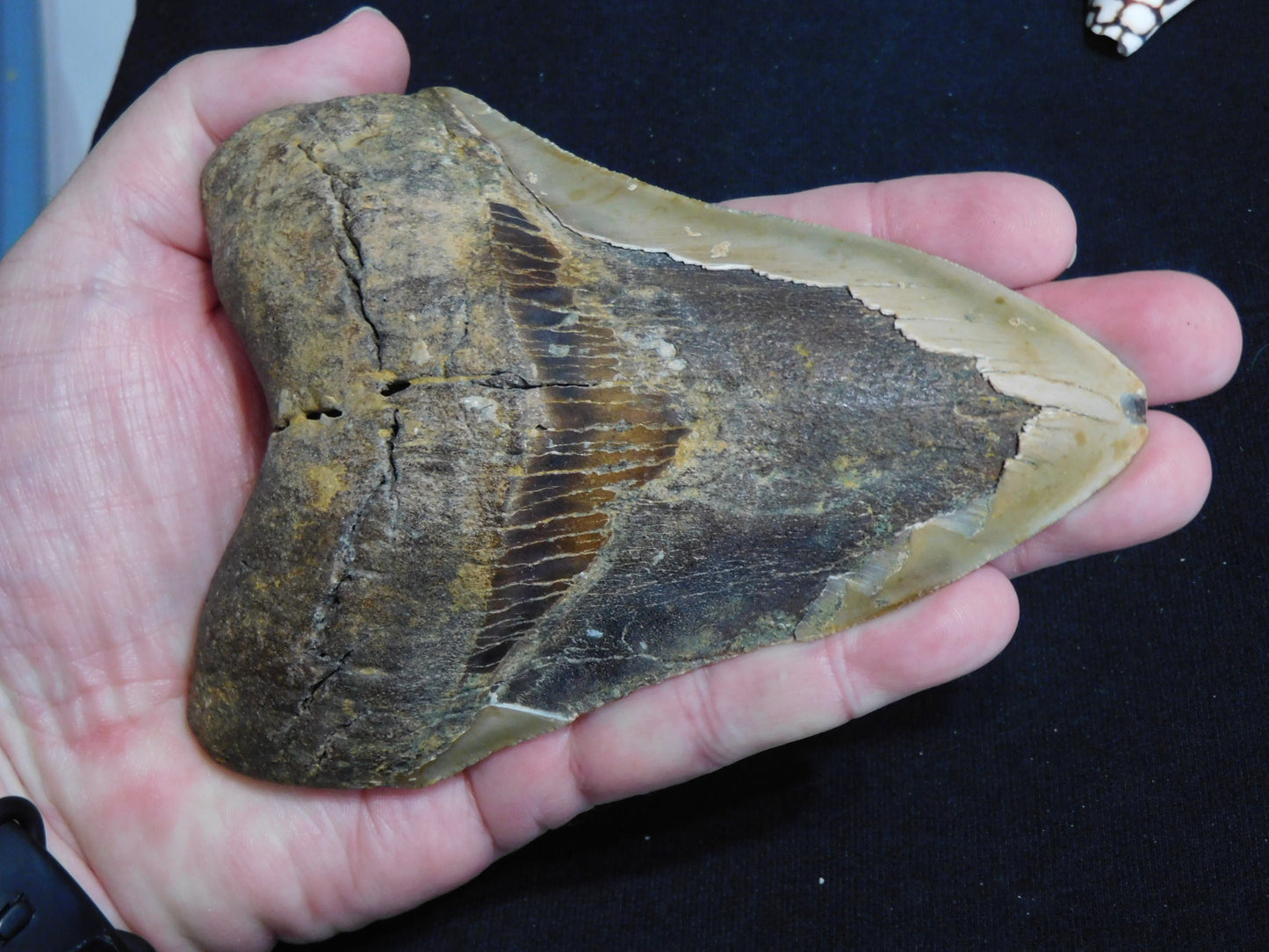 5.6 inch Megalodon Tooth