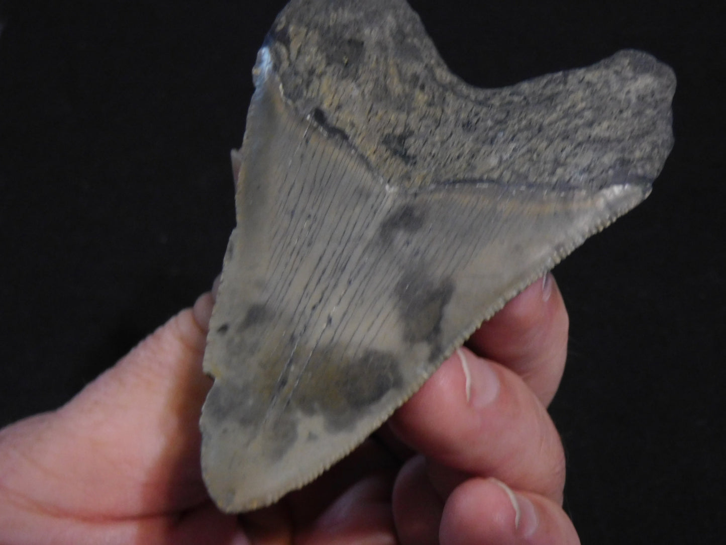3.6 inch Megalodon Tooth
