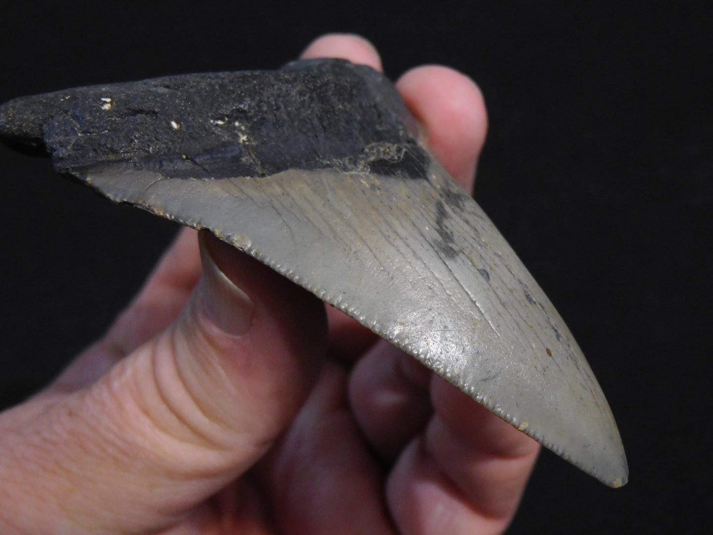 3.8 inch Megalodon Tooth