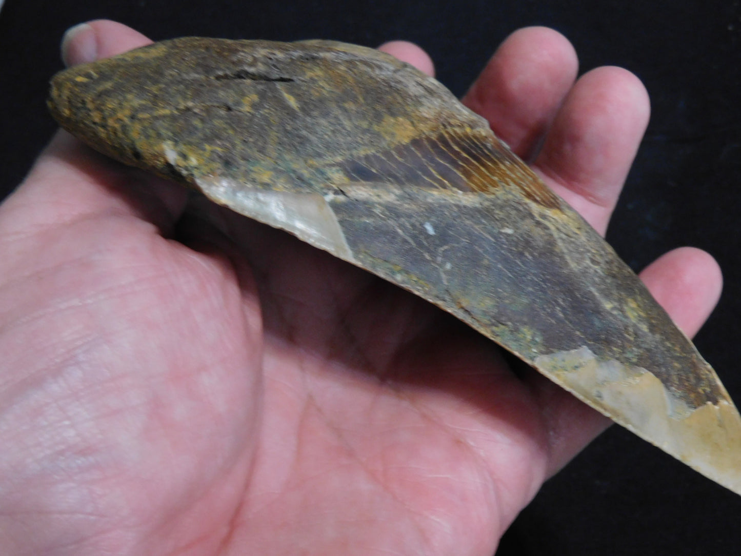 5.6 inch Megalodon Tooth