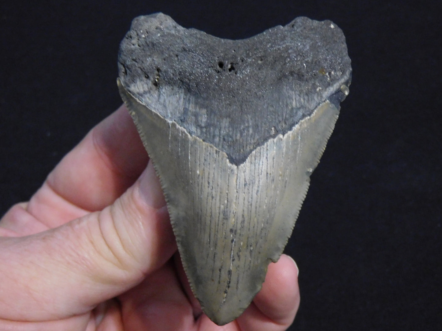 3.6 inch Megalodon Tooth