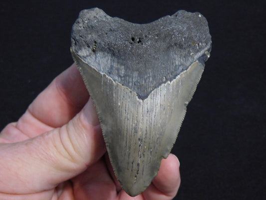 3.6  inch Megalodon Tooth