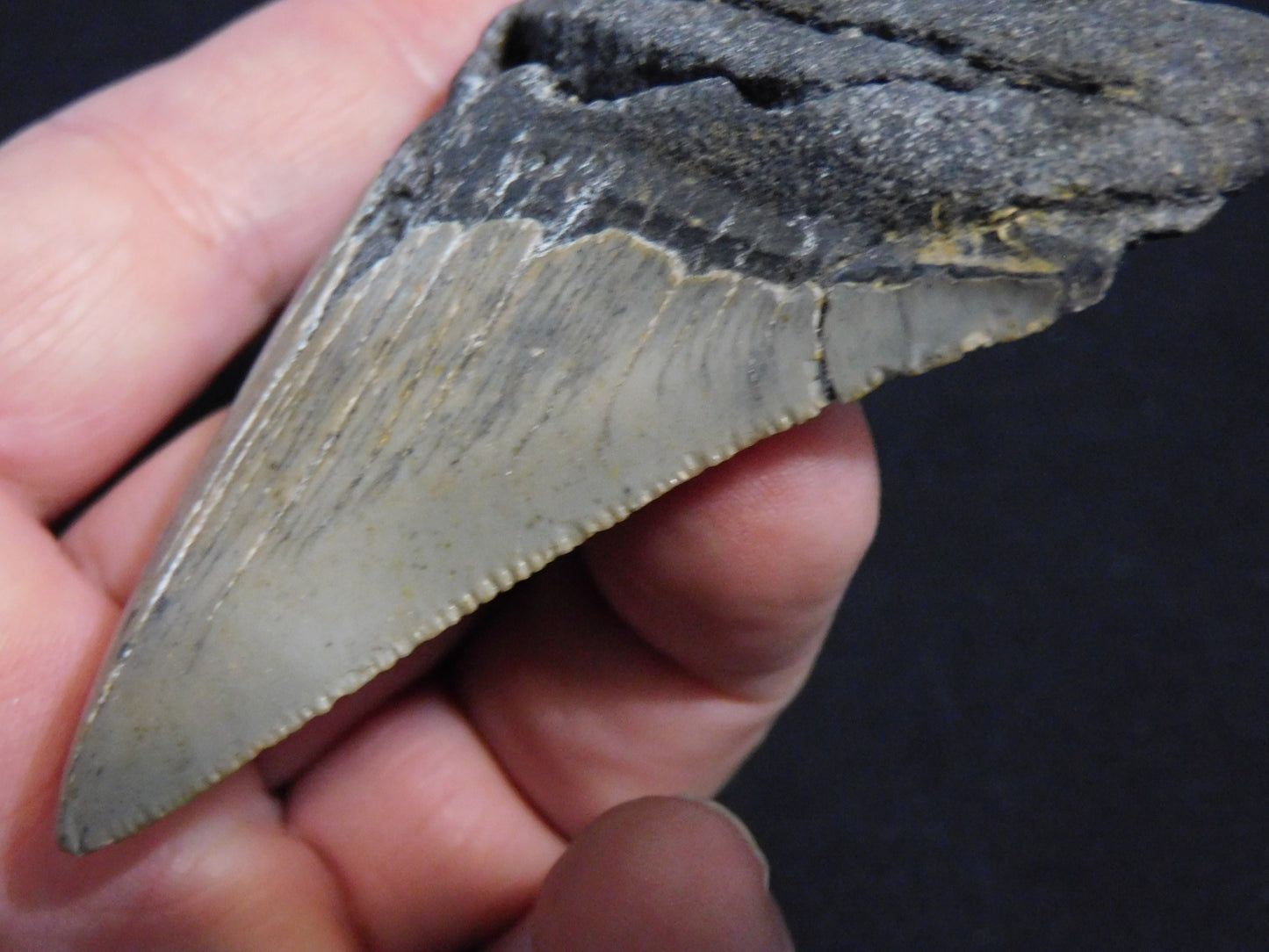 3.6 inch Megalodon Tooth