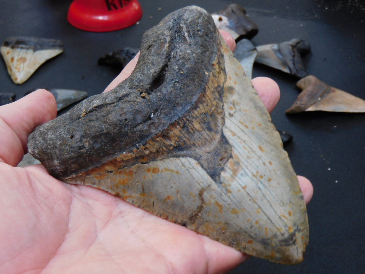 5.4 inch Megalodon Tooth