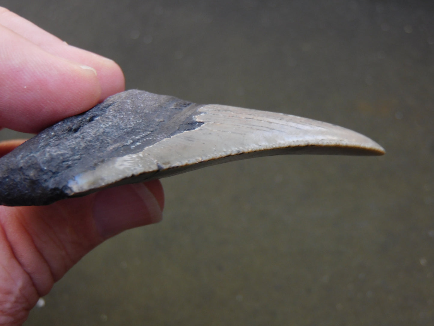 3.2 inch Megalodon Tooth