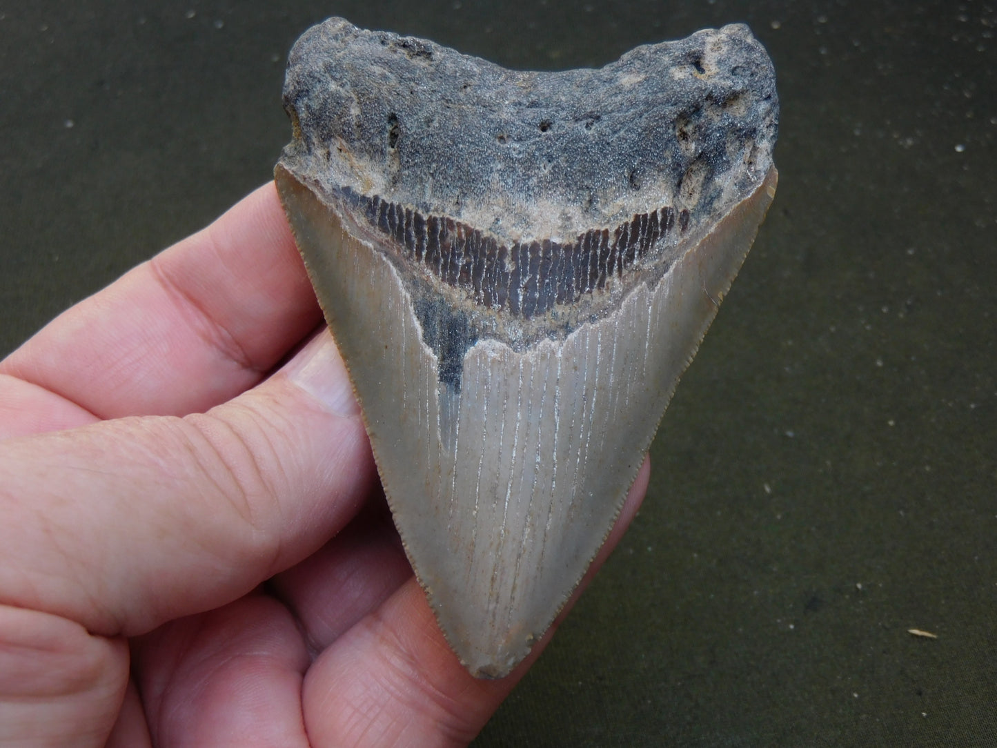 3.8 inch Megalodon Tooth