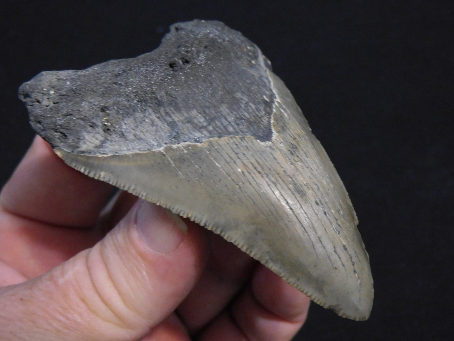 3.6 inch Megalodon Tooth