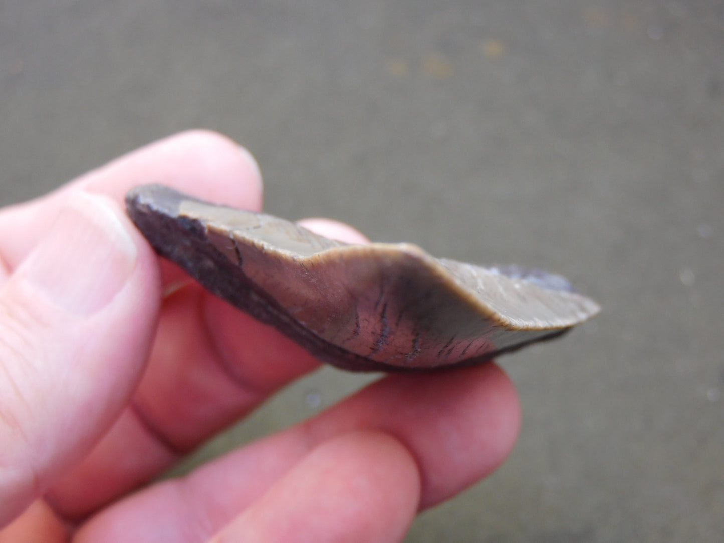 3.2 inch Megalodon Tooth