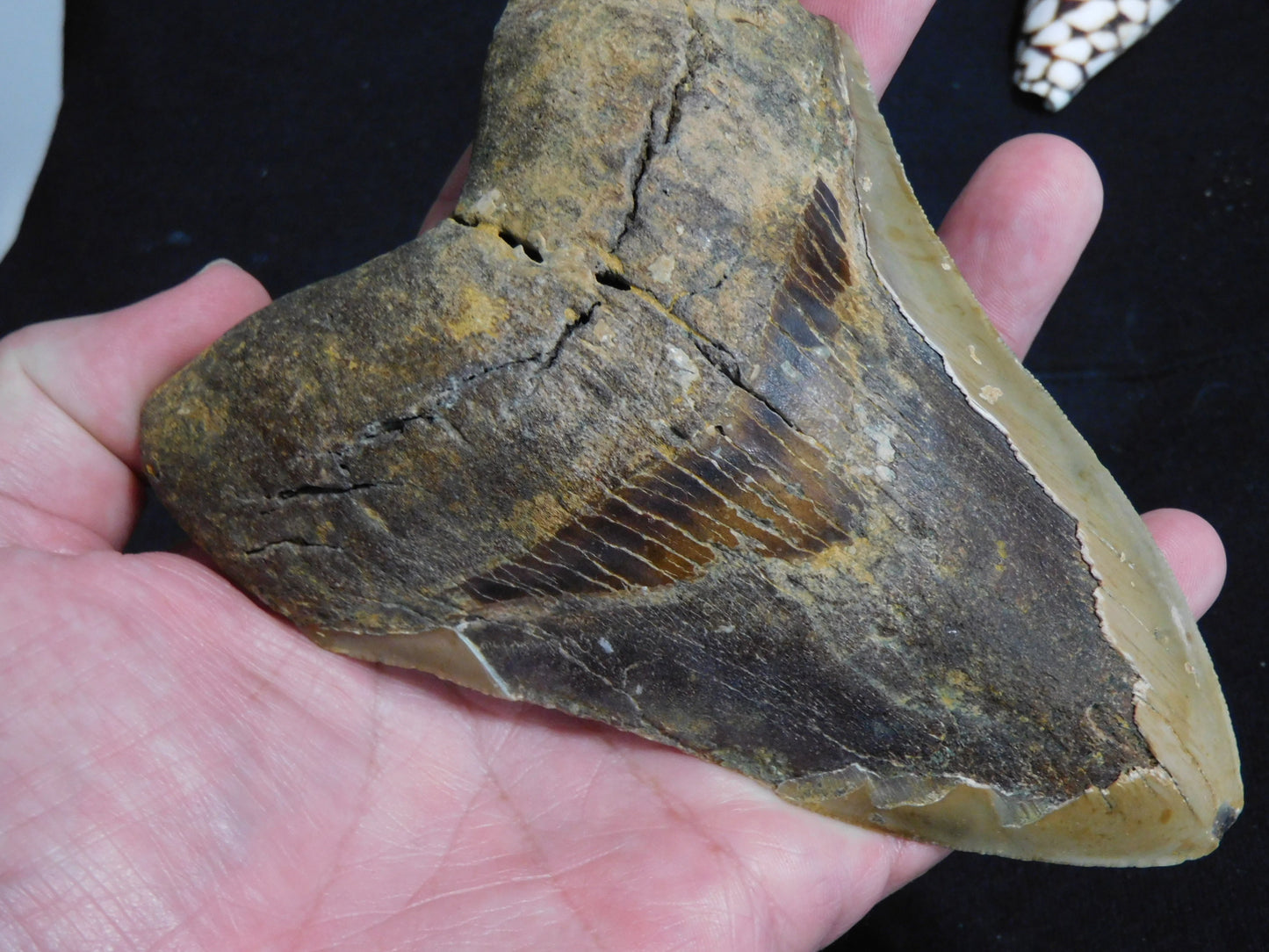 5.6 inch Megalodon Tooth