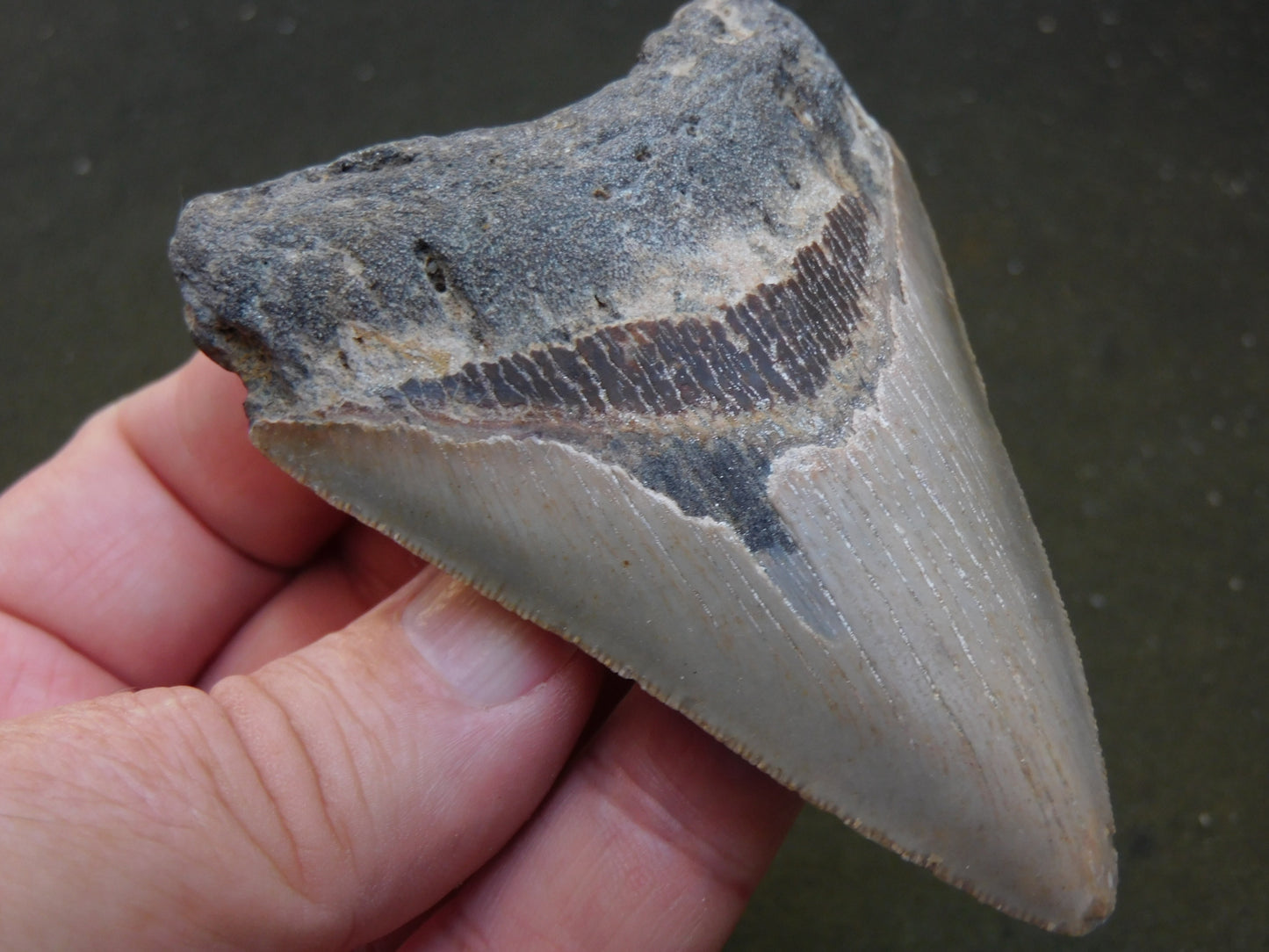 3.8 inch Megalodon Tooth
