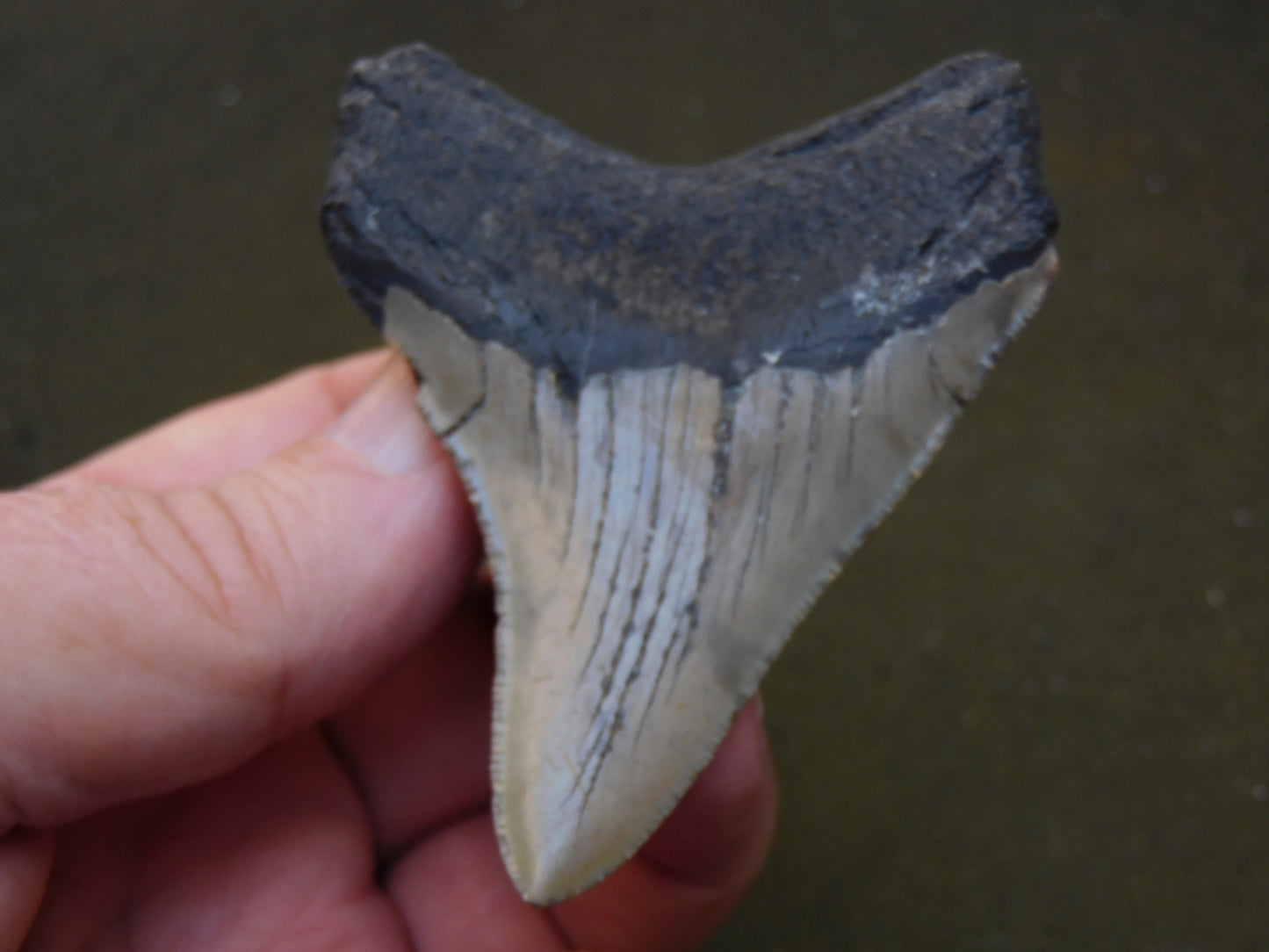 3.2 inch Megalodon Tooth