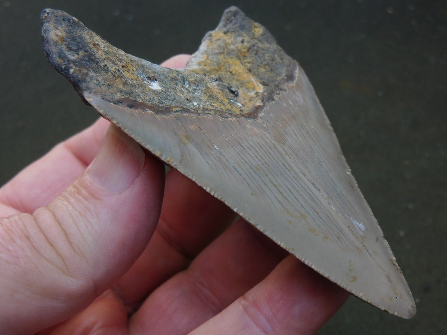 3.8 inch Megalodon Tooth