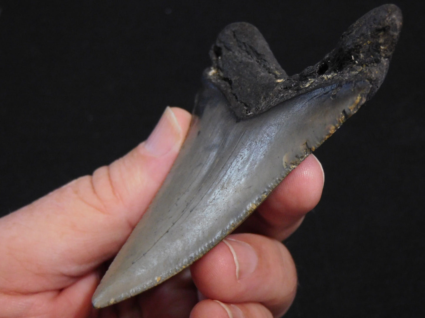 3.8 inch Megalodon Tooth