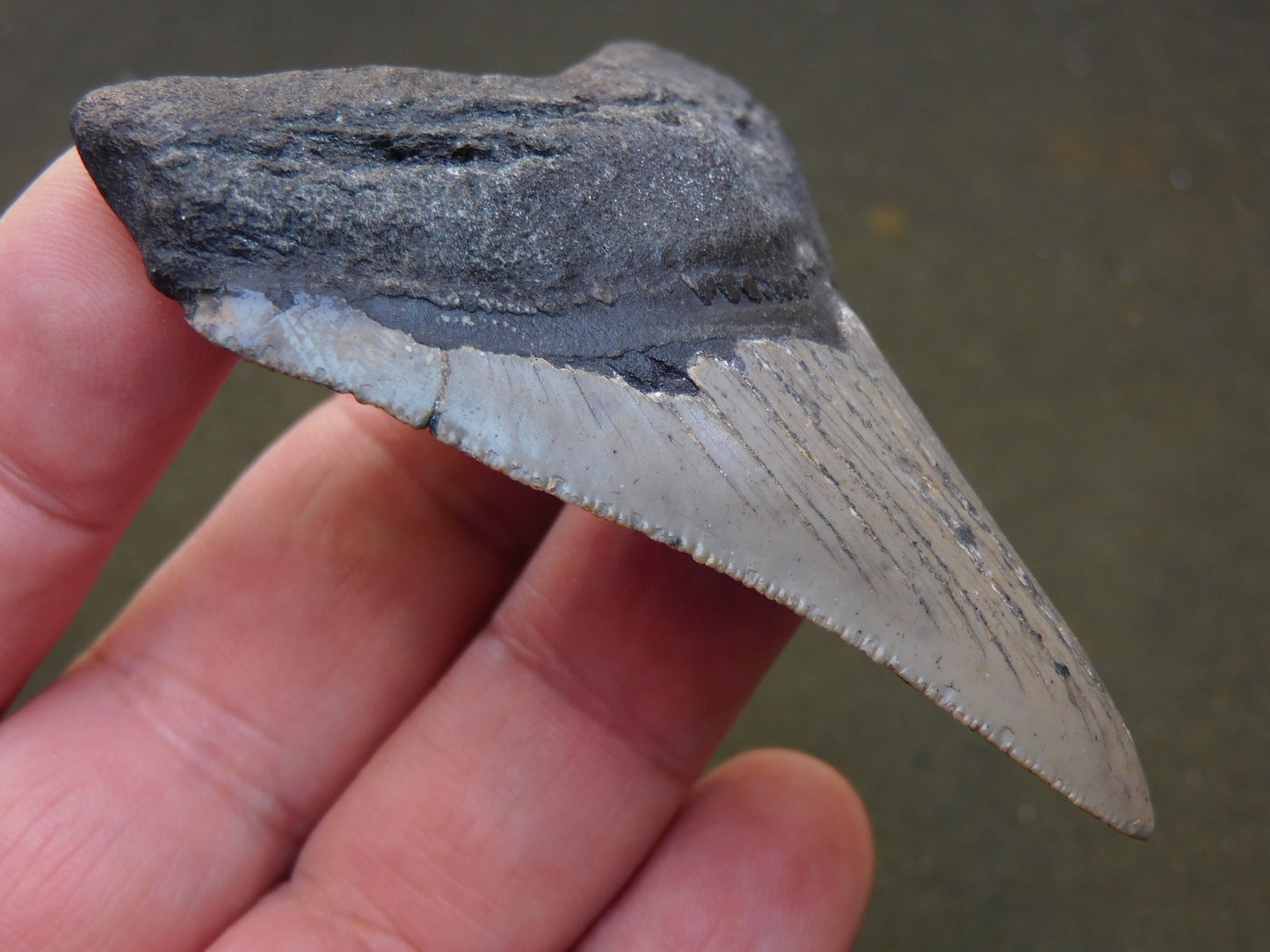 3.2 inch Megalodon Tooth