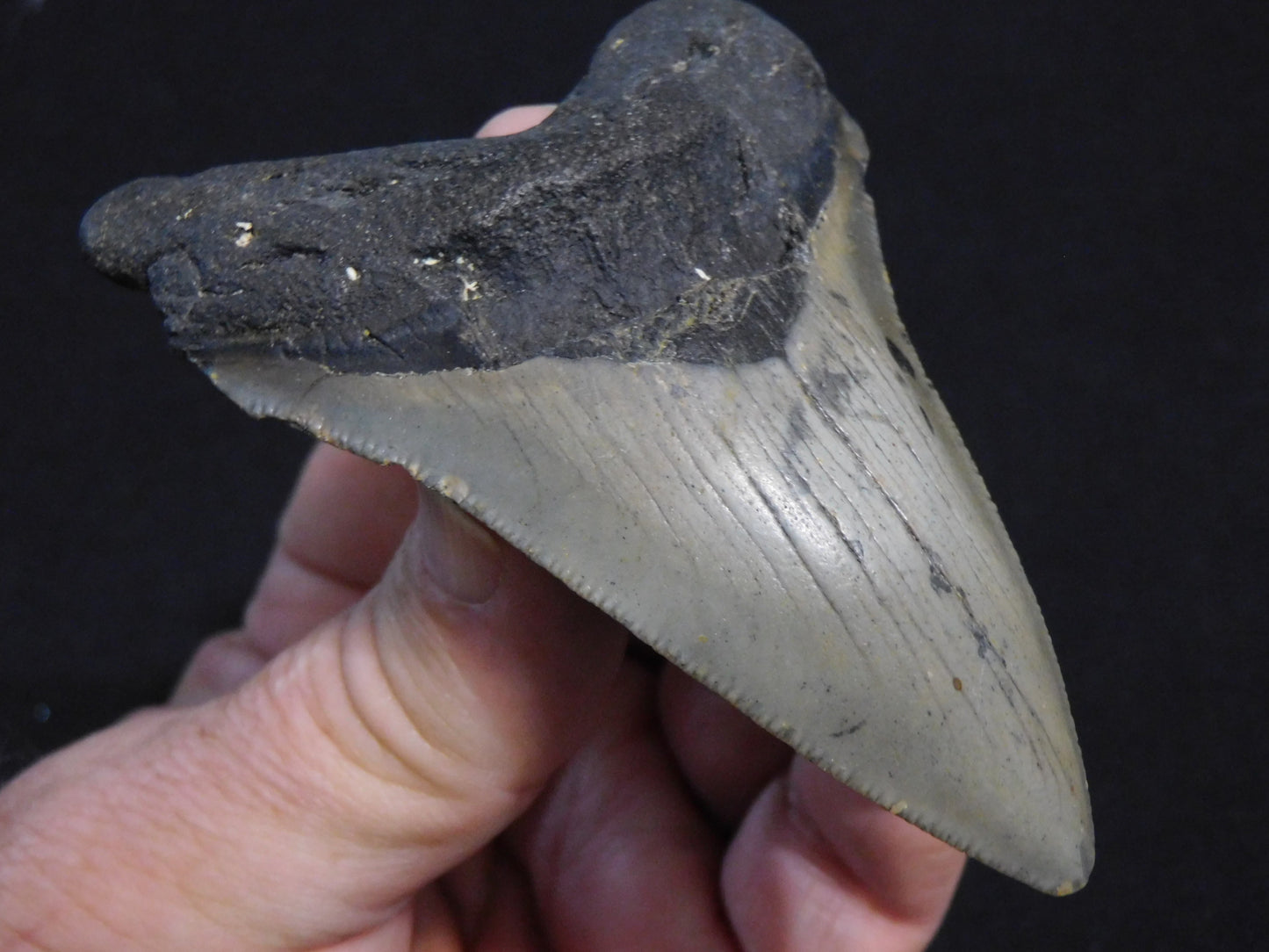 3.8 inch Megalodon Tooth